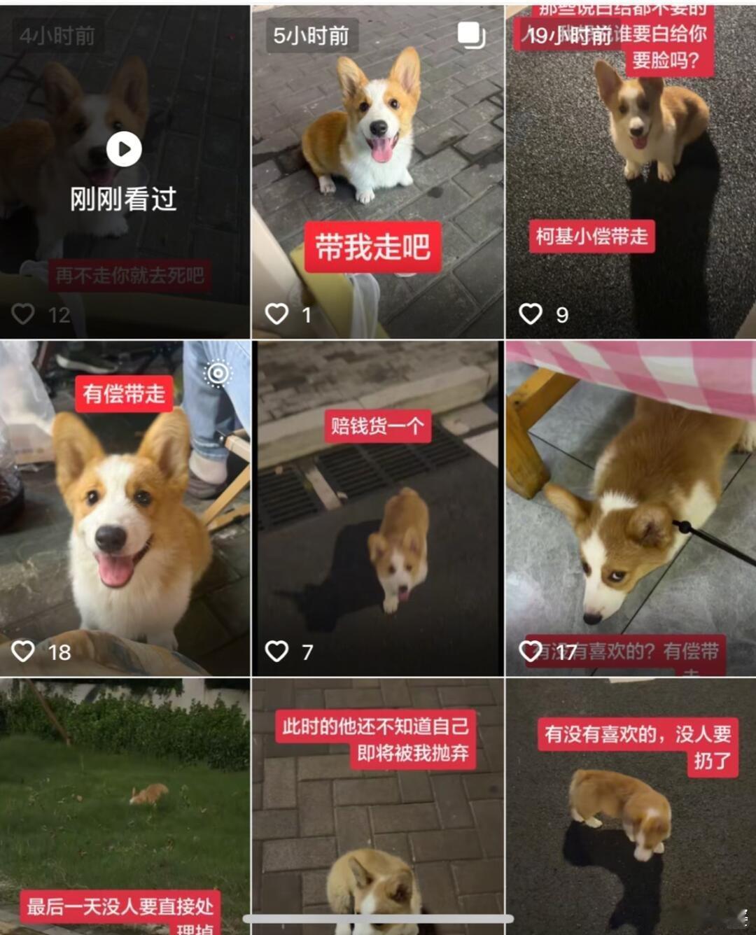 -“还不如直接狗肉店里处理掉”？？怎么会有这种人，小狗还傻乎乎的笑得那么开心…
