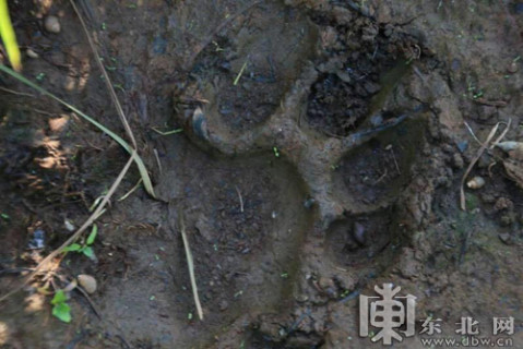 主要靠捕捉野猪,鹿和狍子为生