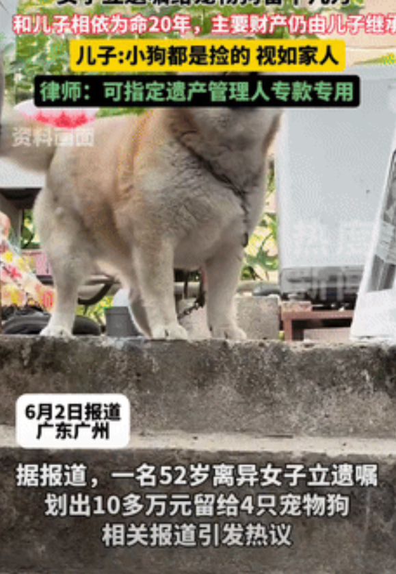 大为震撼！广东，一大妈自打离婚后就和儿子相依为命，并收养了4只宠物狗，女子特意留