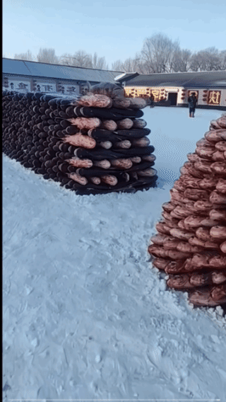 这是大鱼丰收了？