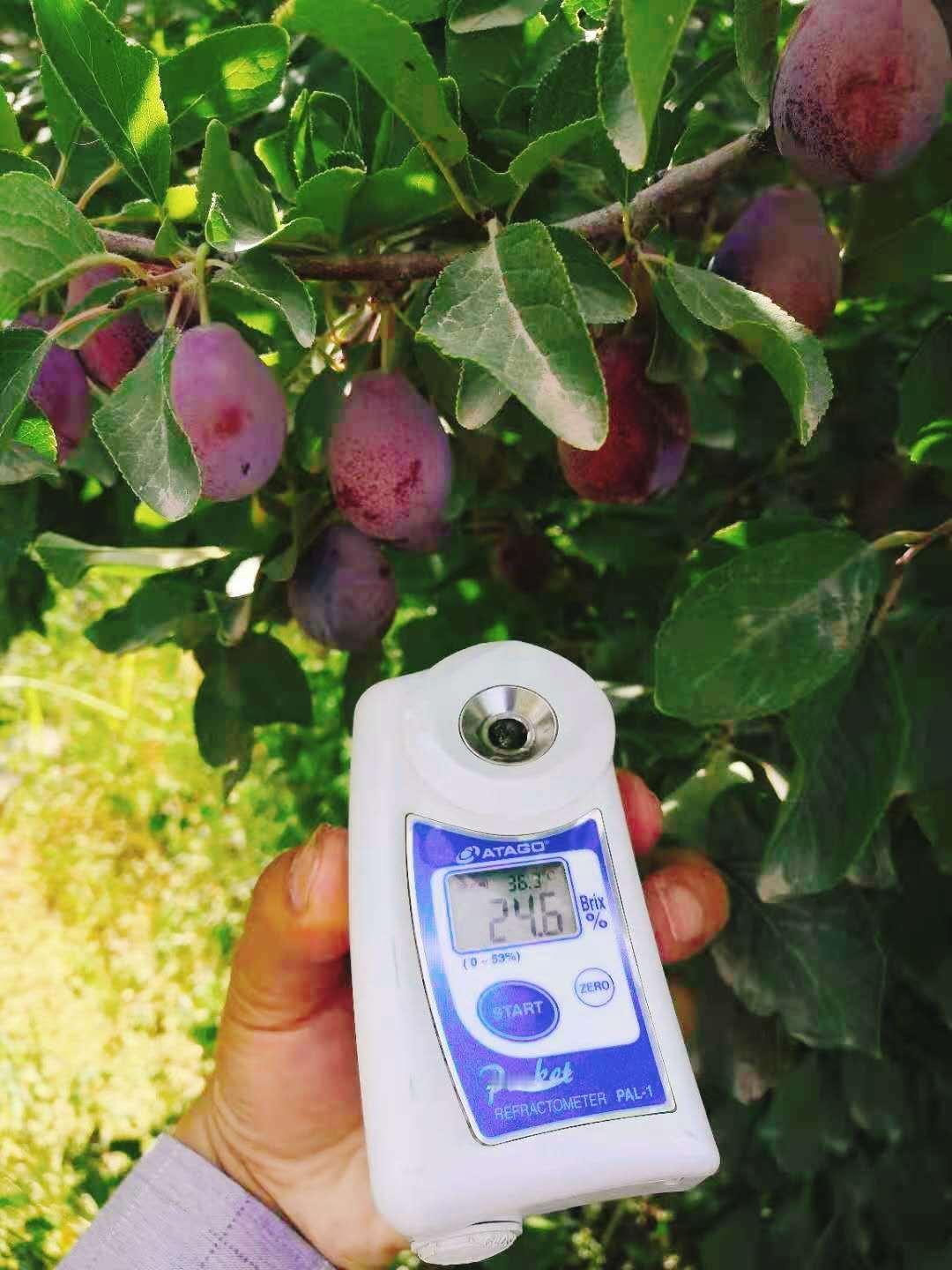 新疆是有名的瓜果之乡，民间也流传着“吐鲁番的葡萄哈密的瓜，库尔勒的香梨...