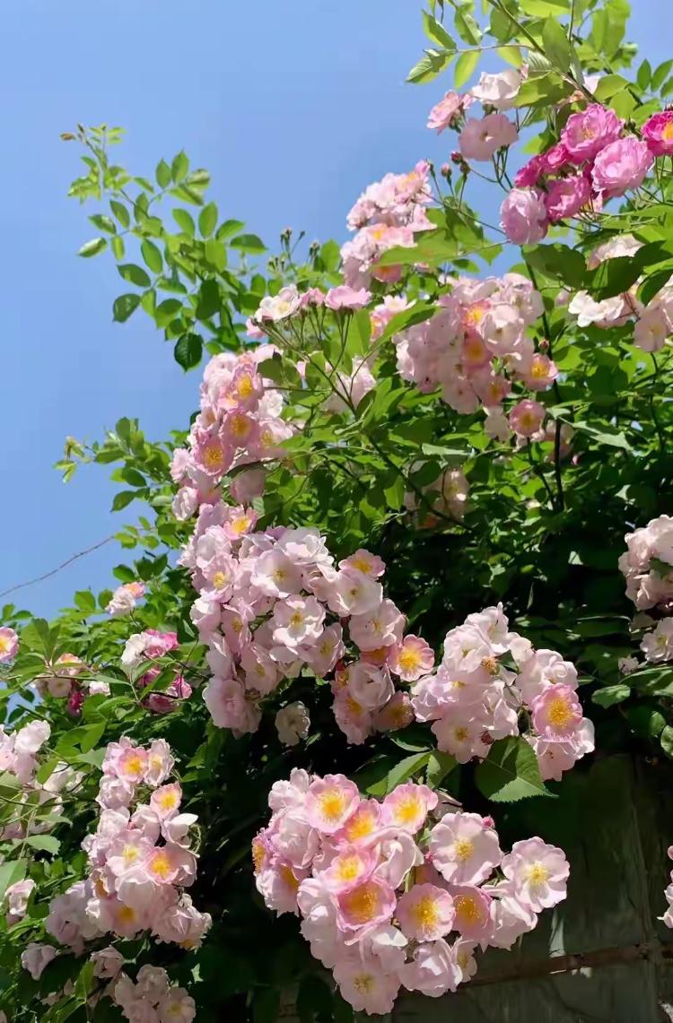 石油大学为啥不香了？刚刚看了西安石油大学在陕西理科录取分数线：2024年只有4