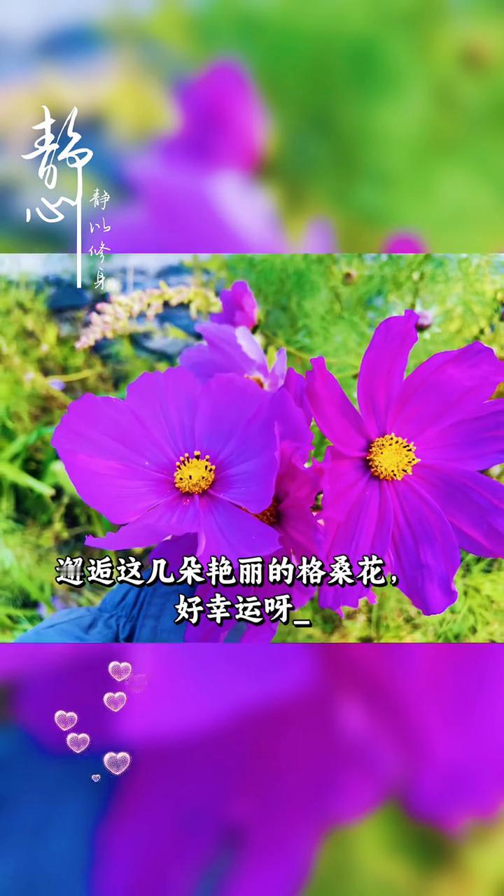 邂逅这几朵艳丽的格桑花，好幸运。瞧，它们在草丛中自在地绽放着。山间的格桑花与蓝天