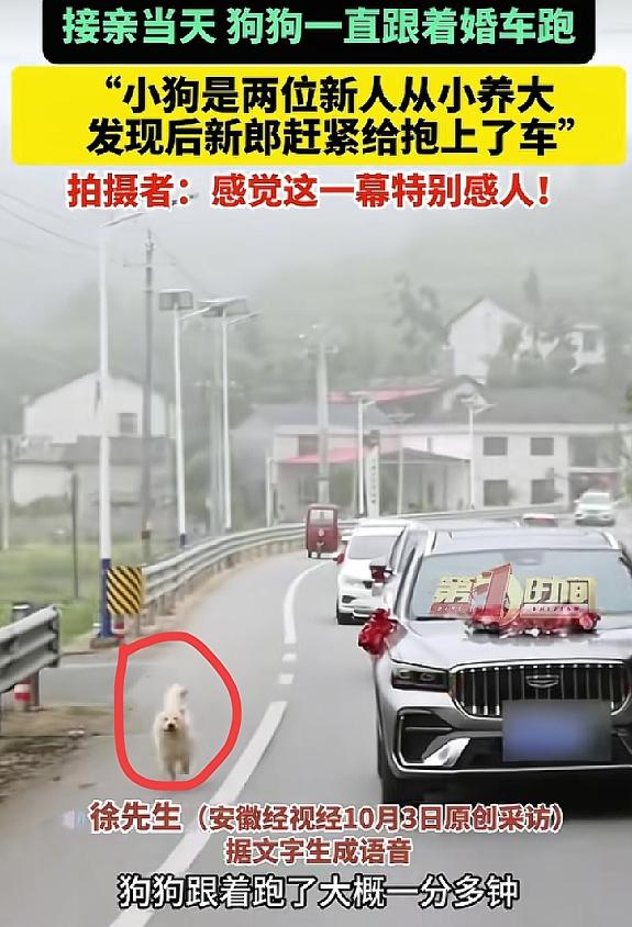 “太有灵性了！”湖南岳阳，新郎去接亲时，没想到，养的狗狗追着婚车跑了一分多钟，摄