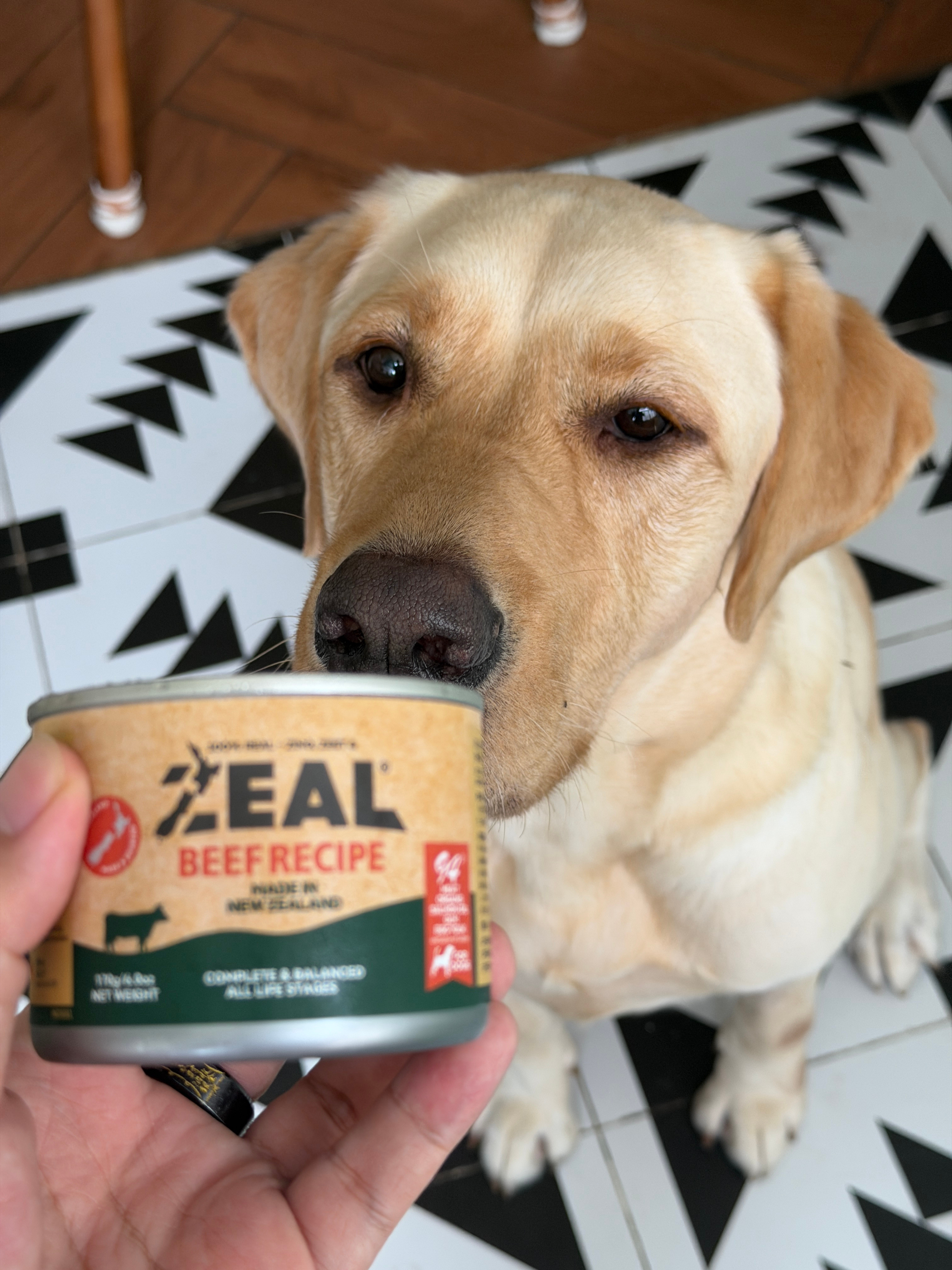 早又是被小狗冰鼻子冻醒的早晨大家国庆快乐呀，放假都去哪里玩？我准备先在家里宅几天