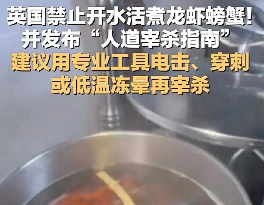 英国禁止开水活煮龙虾螃蟹，不人道！想起了咱们中国，活剥牛蛙下火锅，活蒸螃蟹，在对