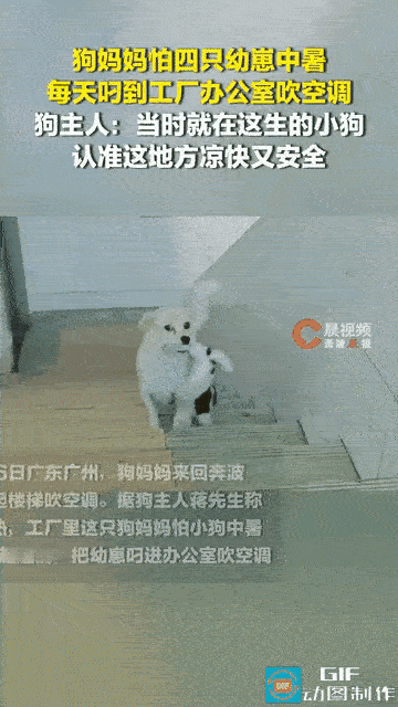 没有华丽的言辞，一趟趟奔波，藏着最纯粹的母性“母爱不分物种”广东，一只狗妈