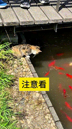 这视频我瞅了好几遍，属实开眼界了。这只狸花猫胆子是真不小，蹲在池塘边一动也不动，