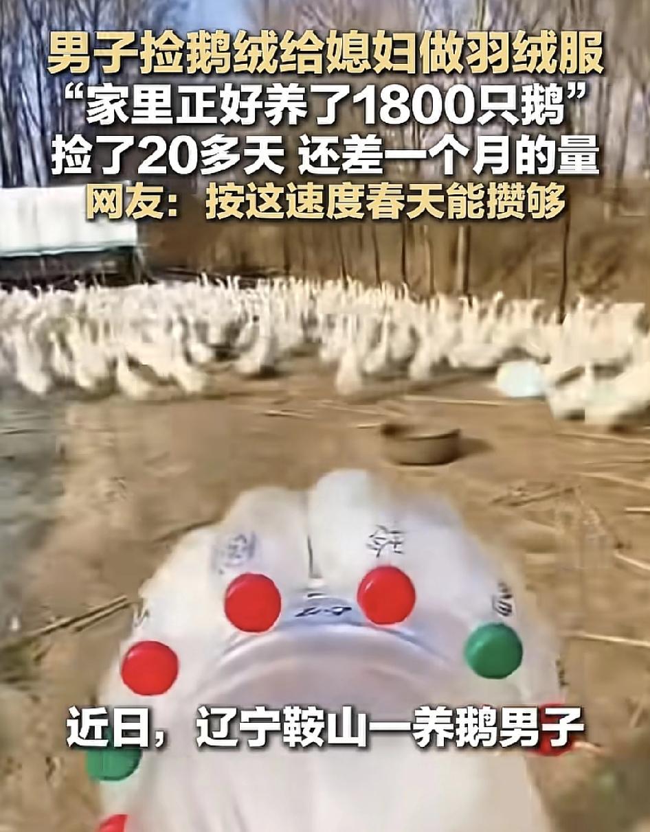 辽宁鞍山一男子每天剪鹅绒的视频爆火了。男子说今年媳妇想买一件羽绒服，但是眼看自己