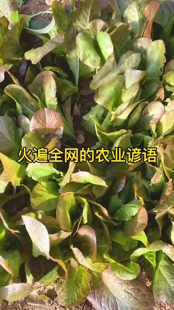 火遍全网的农业谚语。种菜没有经验不要怕，记住这些农业谚语就可以了。·黄瓜爱水
