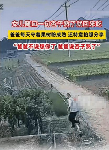 瞬间破防了！山东泰安1女子跟父亲聊家常，随口一句：“等到杏子熟了我就回来吃。”哪
