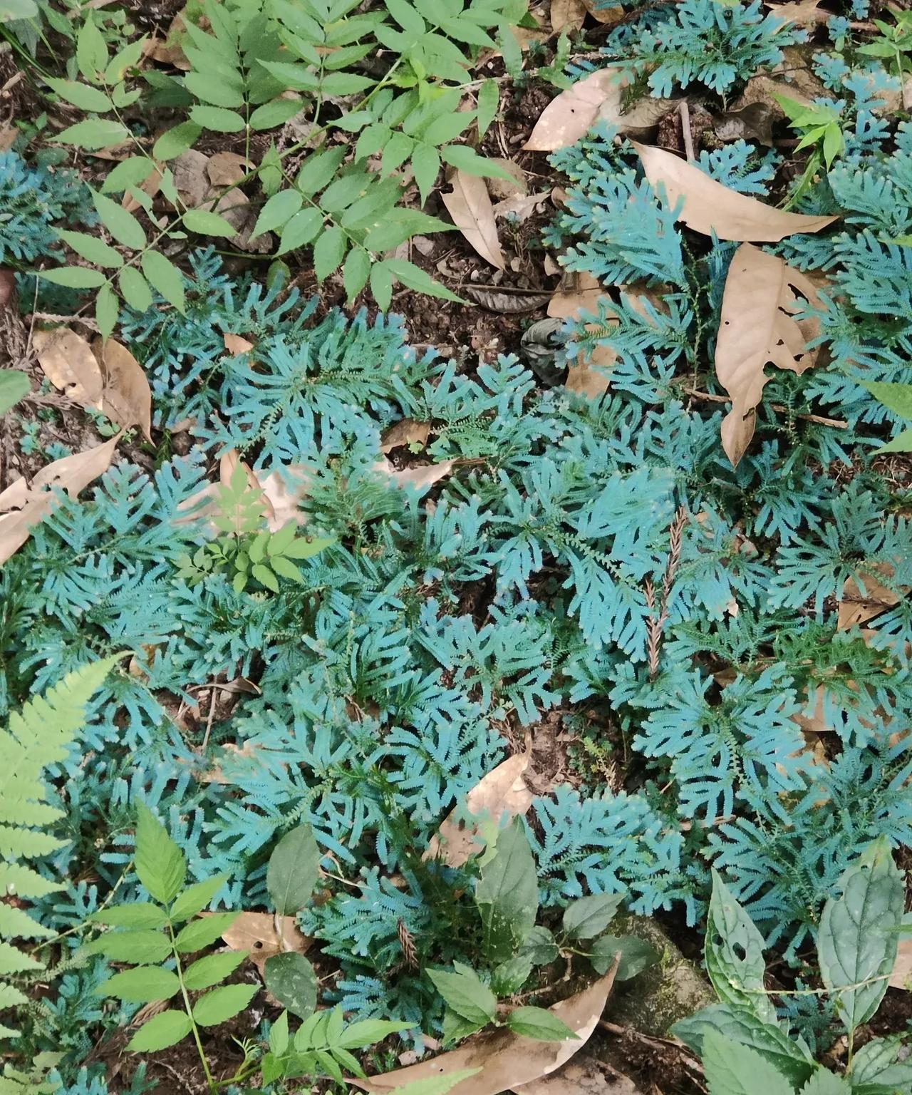 有人认识这种蕨类植物吗？蓝色的，明显的蓝色。