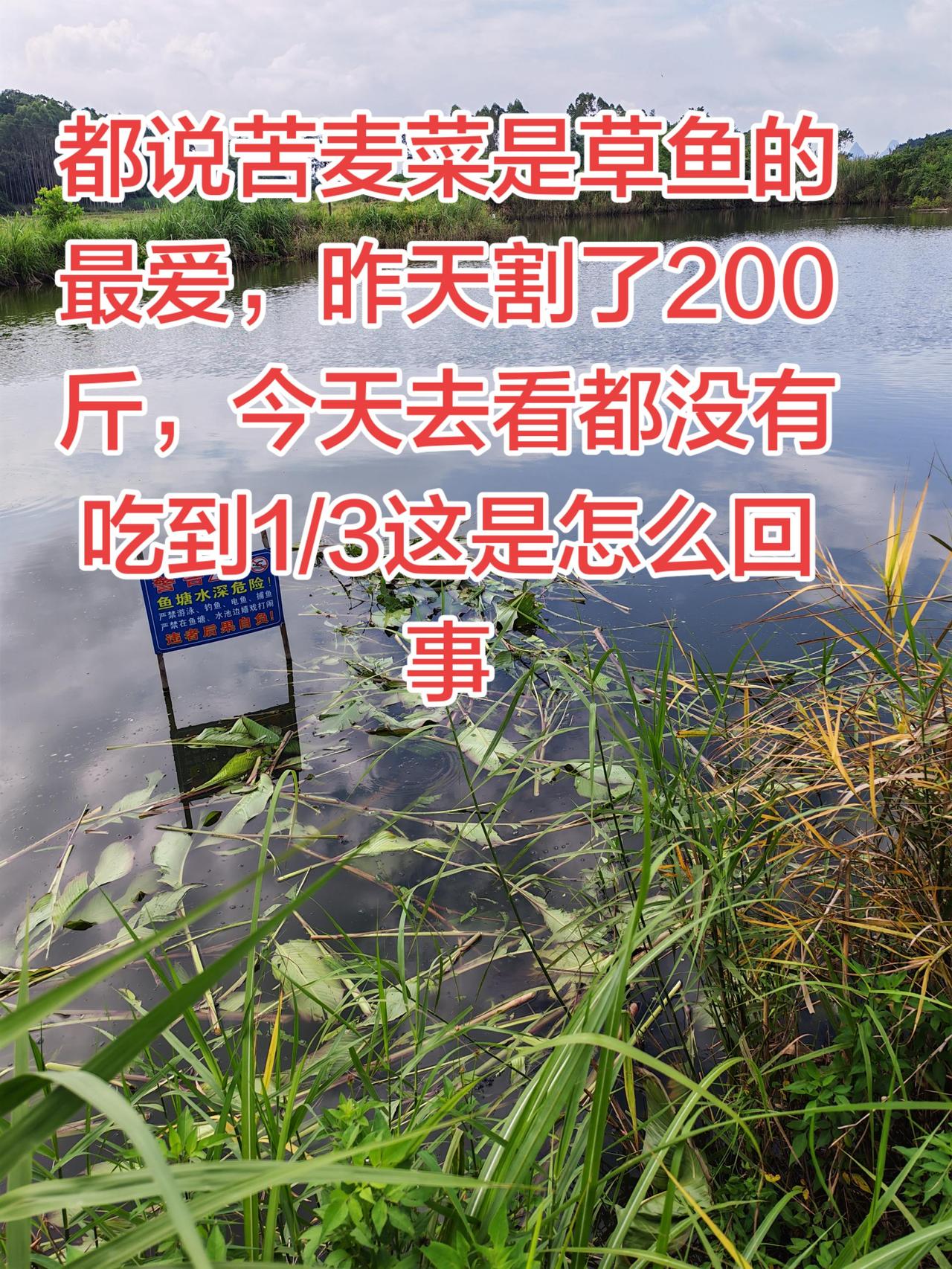 苦麦菜原来不是草鱼的最爱养鱼养鱼日记三农农村生活