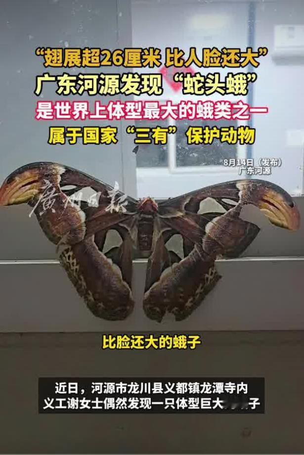 在广东河源龙川县义都镇龙潭寺，寺庙义工谢女士开展日常巡检工作的时候，于8月