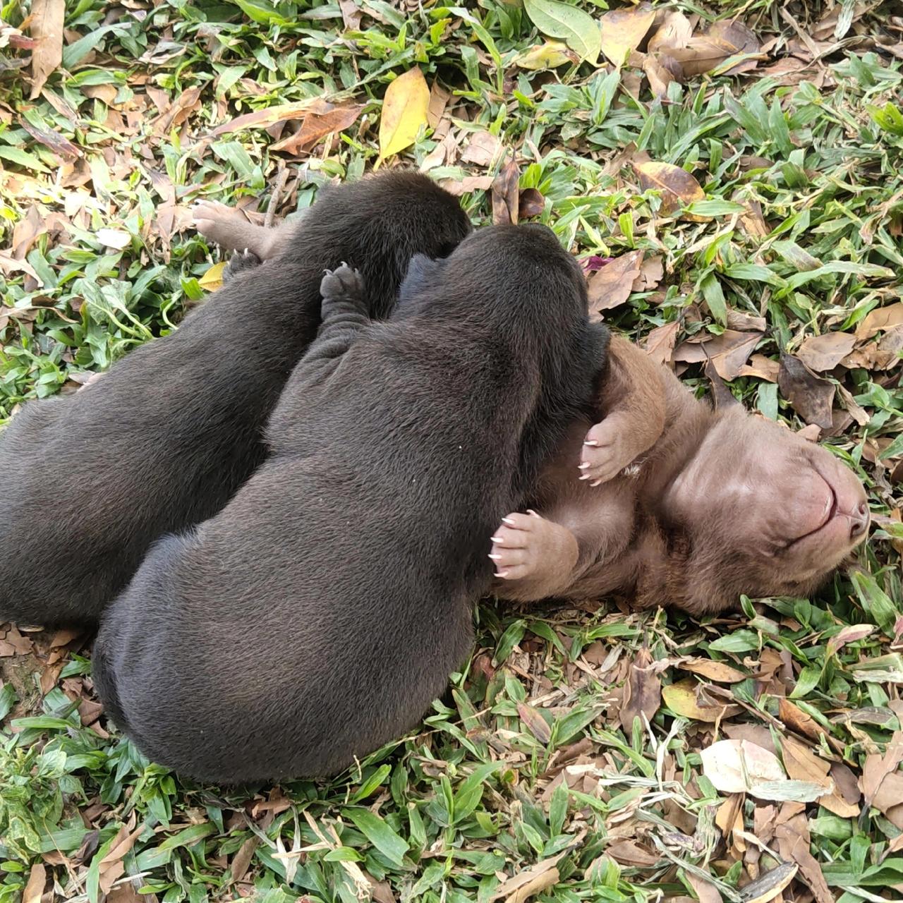 萌翻了！高速服务区偶遇12天小奶狗，这才是人间最治愈的温柔萌翻了！在深岑高