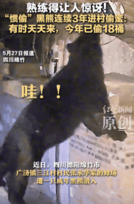 “熊出没诚不欺我！”四川，大爷连着3年被黑熊偷蜜，今年又偷18桶！不料，大爷一句