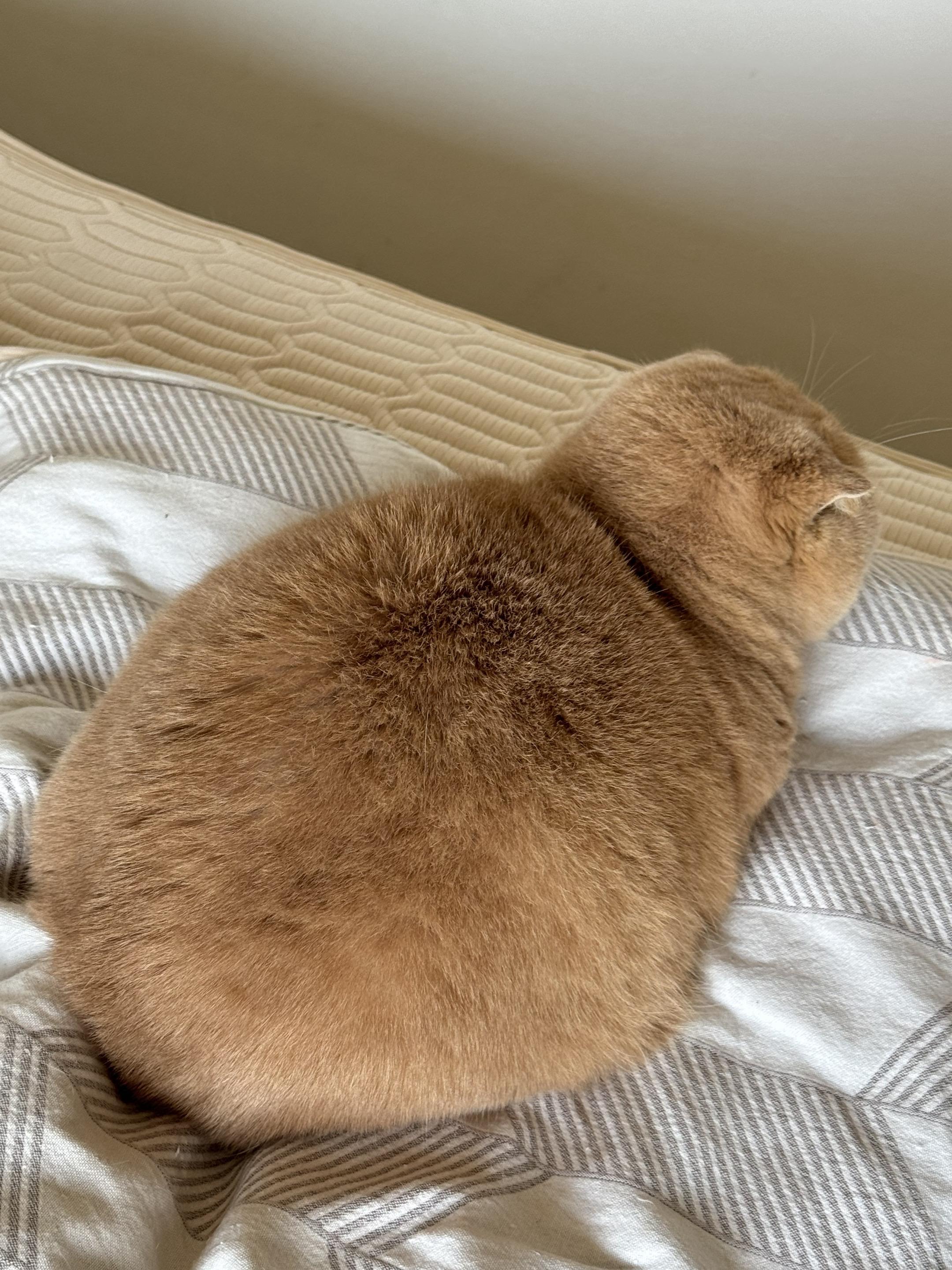 一到冬天，小猫咪就会失去手臂。