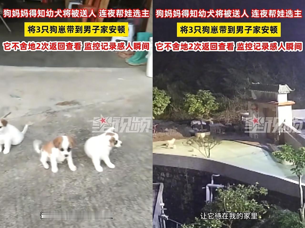 “解释不清了！”广东一男子家狗子生崽，他顺口说句送人，当晚狗子就没影了。第二