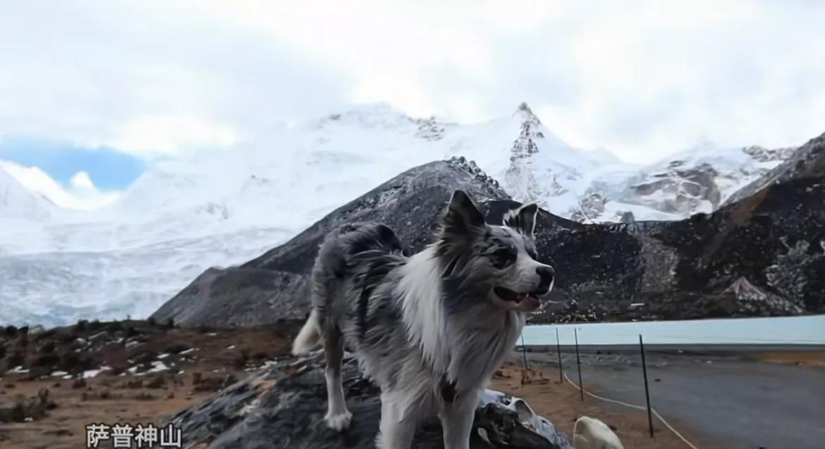 百万网红博主瘦猴的爱犬“锄头”被偷，他当时在格鲁吉亚，立马赶回来。找到偷狗人，他