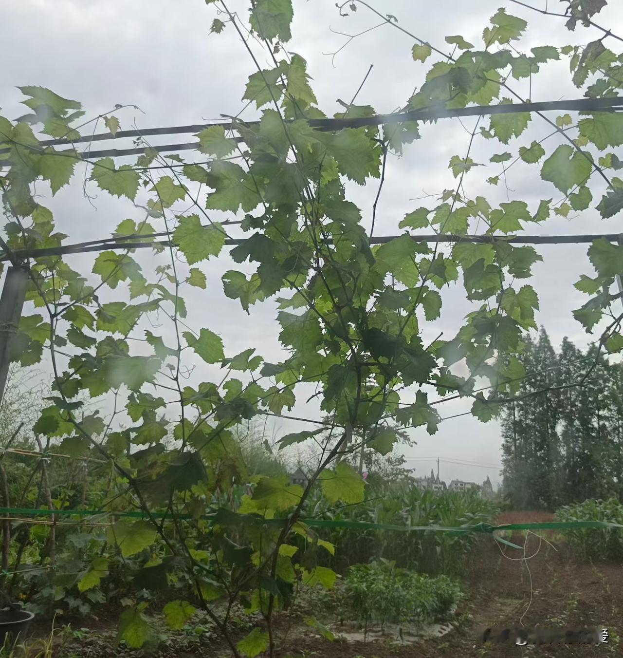 记录我的2026图一的葡萄🍇架是父亲种的，今年又搭了个简易版的葡萄架子，以后在