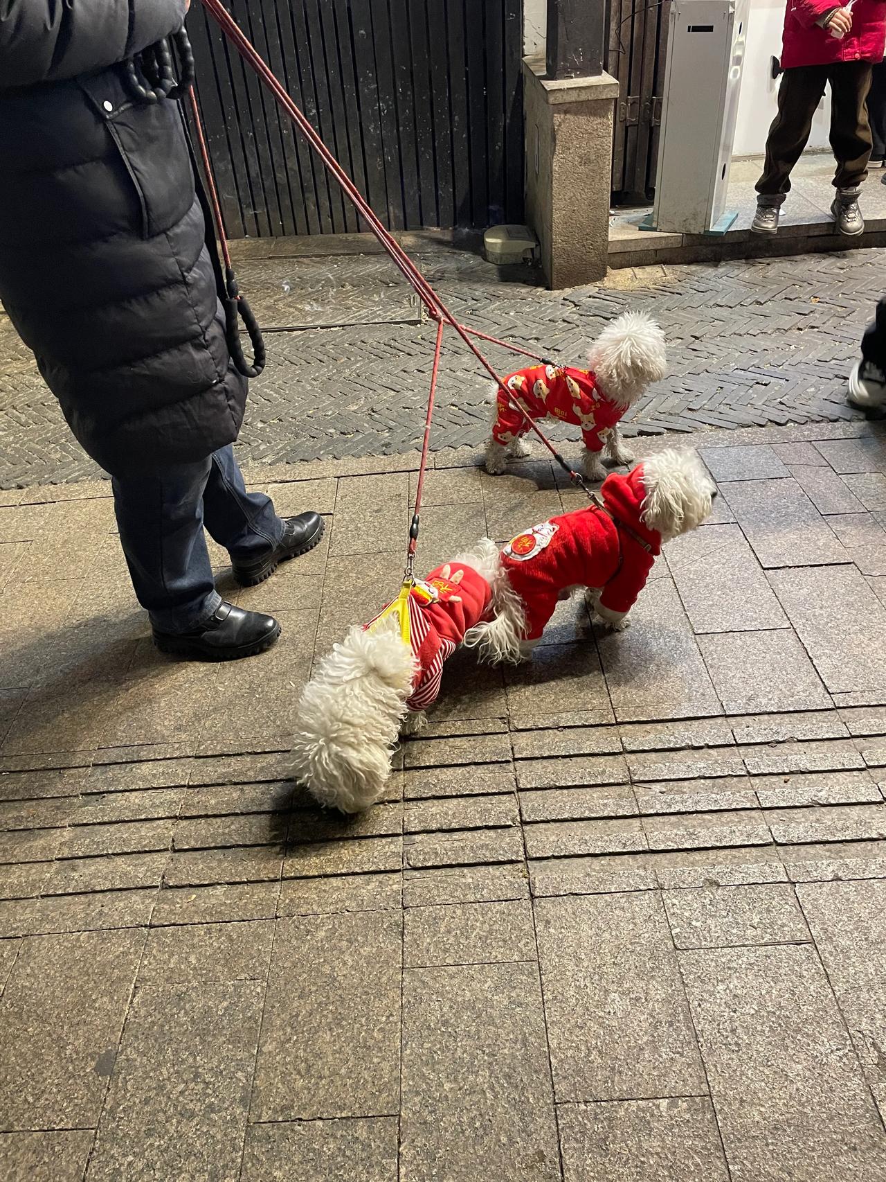 一个人牵了三只狗，我看挺逗，拿起手机拍了几张照，小狗倒没什么，它们的主人一脸骄傲