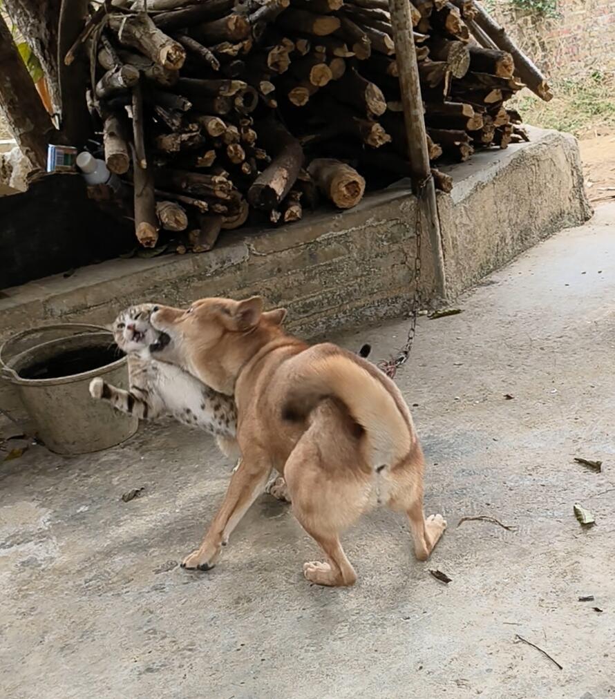 和睦的猫猫狗狗