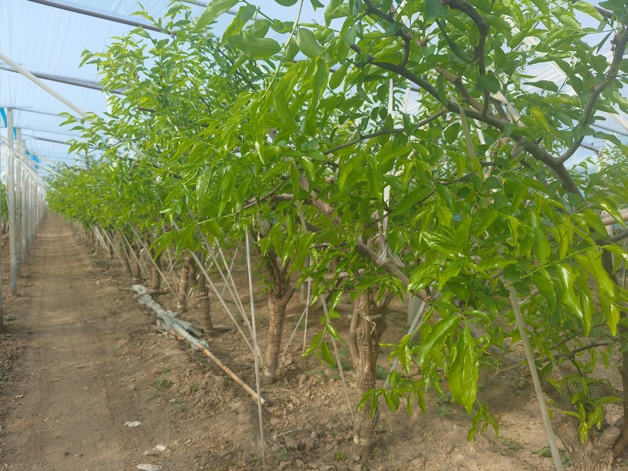 俺跟你说个事，心里头到现在还难受。俺有个老同学，才四十八岁，说走就走了。