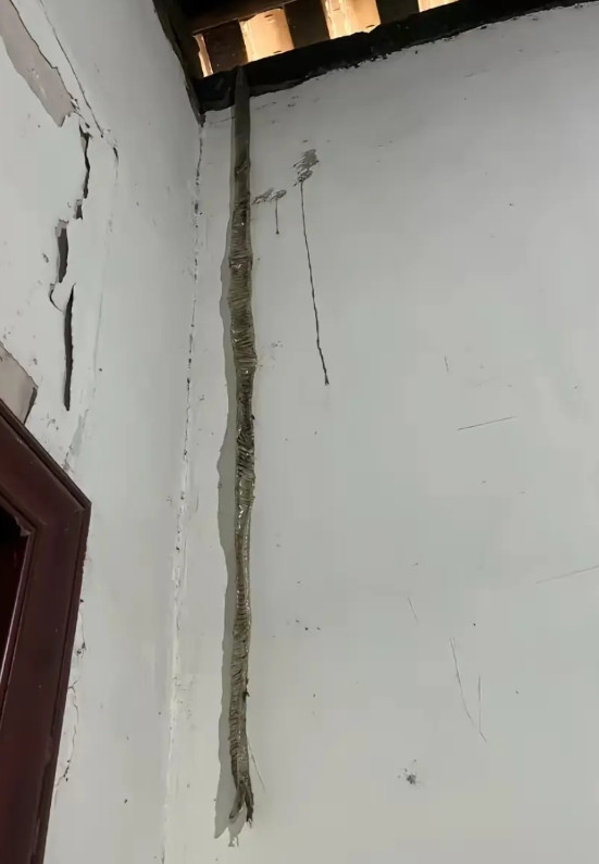 回到家看到的，差点被吓死，这是什么?