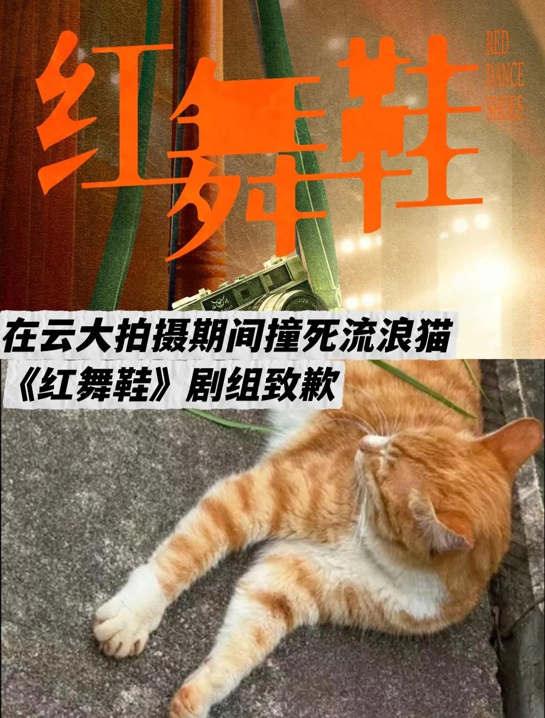 周也、王子奇《红舞鞋》剧组开快车撞死猫，遭学生抵制。10月22日，电视剧《红
