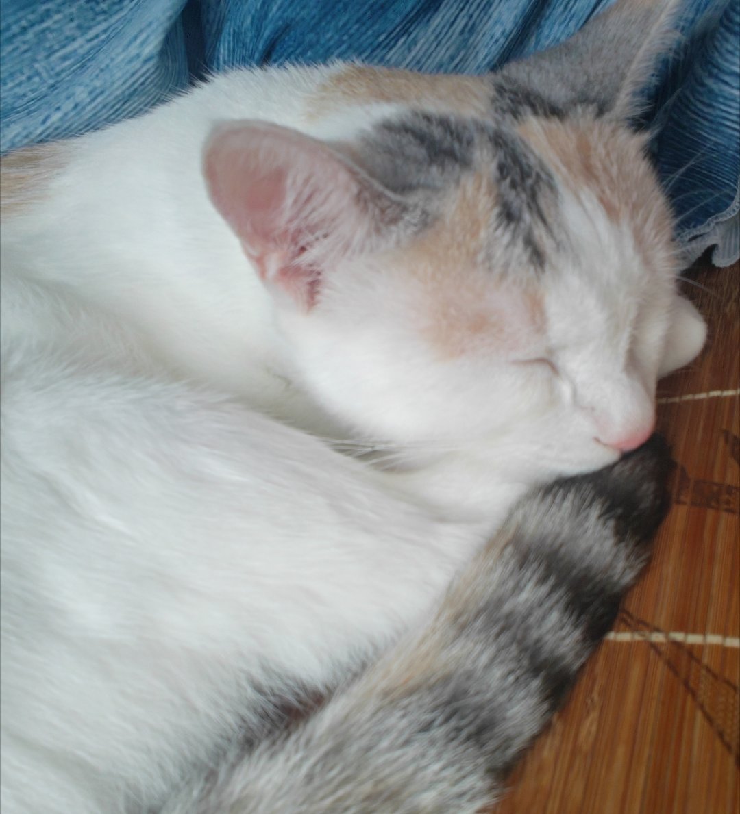 我家猫咪好喜欢趴我怀里睡觉萌嘟​​​