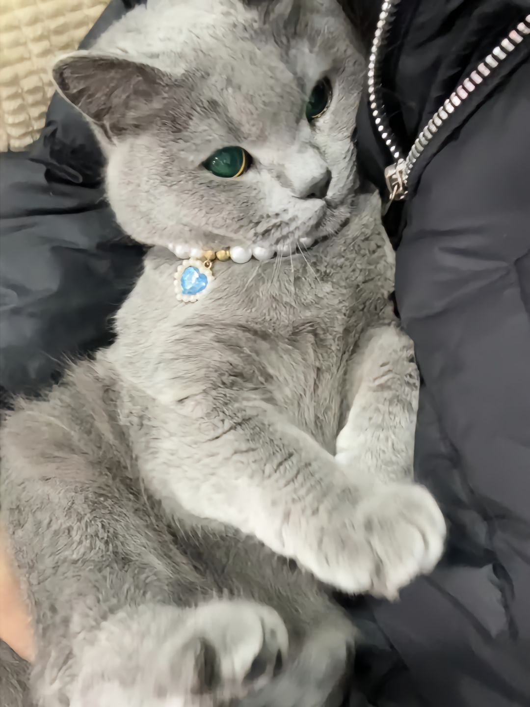 颈上的宝石成了赝品，它的眼眸才是真迹。