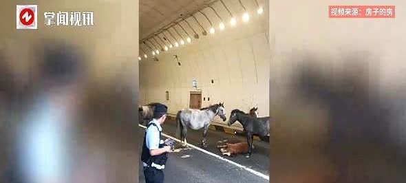 “万物皆有灵！”7月20日，河北张家口，一女子开车过隧道时，却被5匹马堵路，害的
