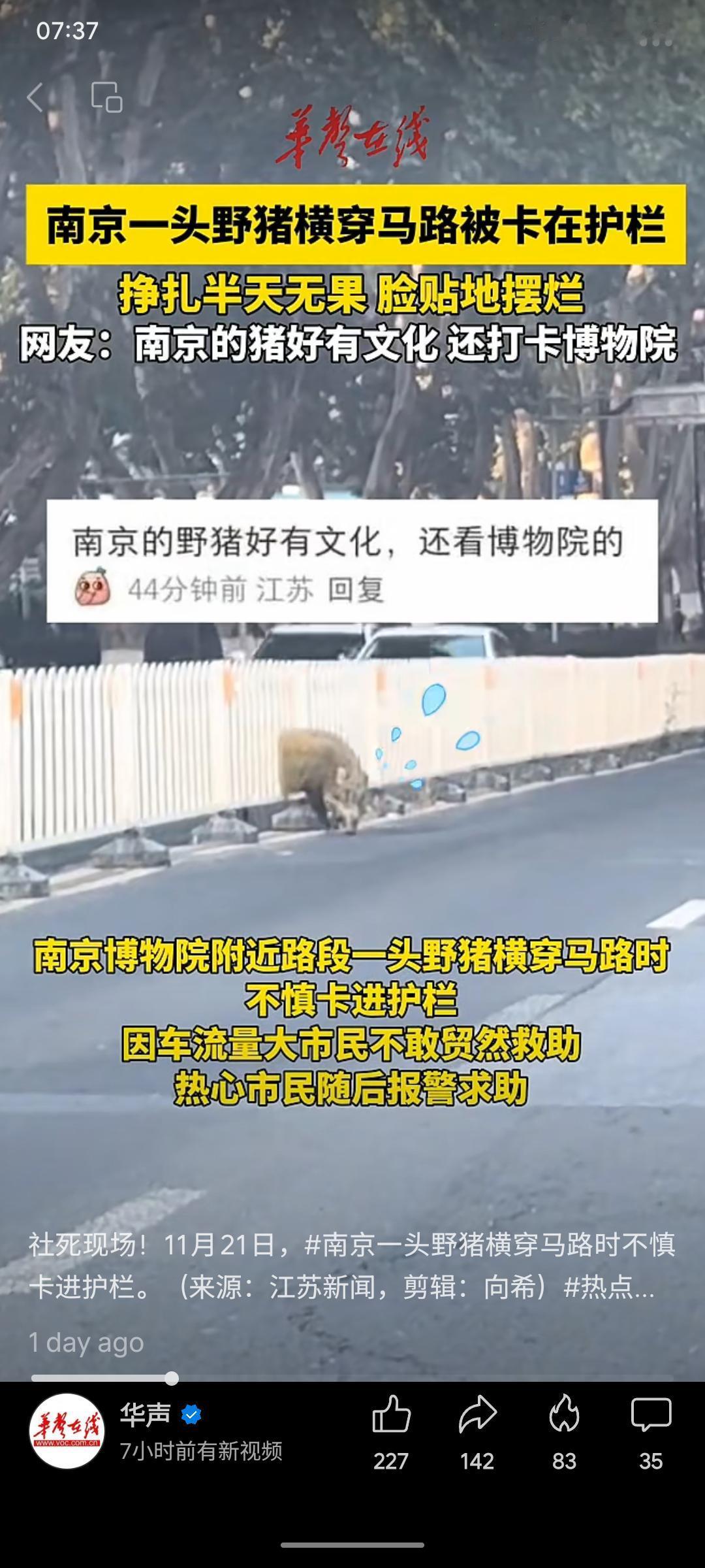 11月21日，南京一头野猪在横穿马路时不慎被卡在护栏中，挣扎无果后“放弃自救”，