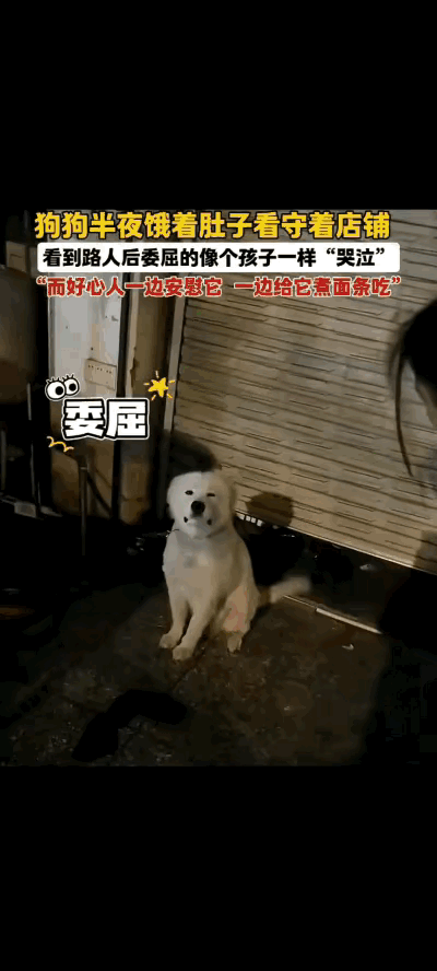泪目了，这天深夜一只狗狗被主人拴在店门口看店，它又冷又饿非常委屈，一直哼哼唧唧地
