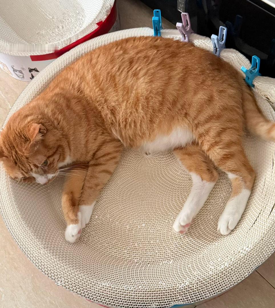 小猫咪🐱​​​