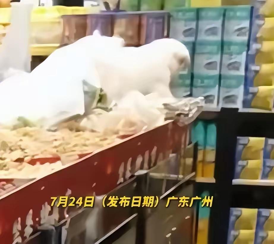 广州一家超市报警了。不是偷东西，也不是抢钱——是一个女的，把狗放进了花生堆里。更