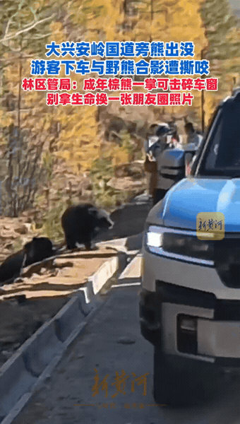 “心不是一般的大！”黑龙江大兴安岭，几位外地游客自驾，突然发现路边有棕熊在，他们