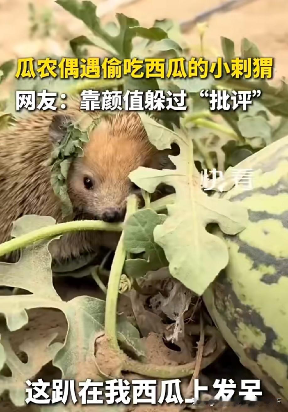 记得小时候在山上见到过，长大了后就再也没看到过了
