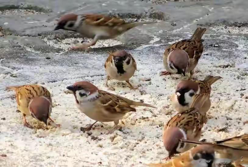 现在因为捕捉麻雀被判刑的帖子下面总是有很多评论，无非就是这样做感觉有点不可思议，