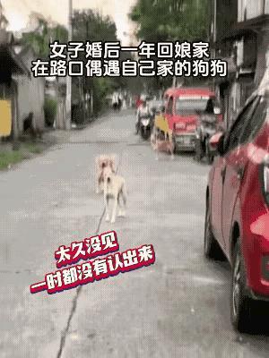 婚后一年回娘家，两只狗狗街头认主的画面也太好哭了！一开始对视时还有点迟疑，
