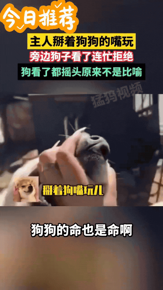 笑不活了！北京，主人一时兴起掰着狗狗的嘴玩，狗狗挣扎的很是搞笑。然后主人又看向旁