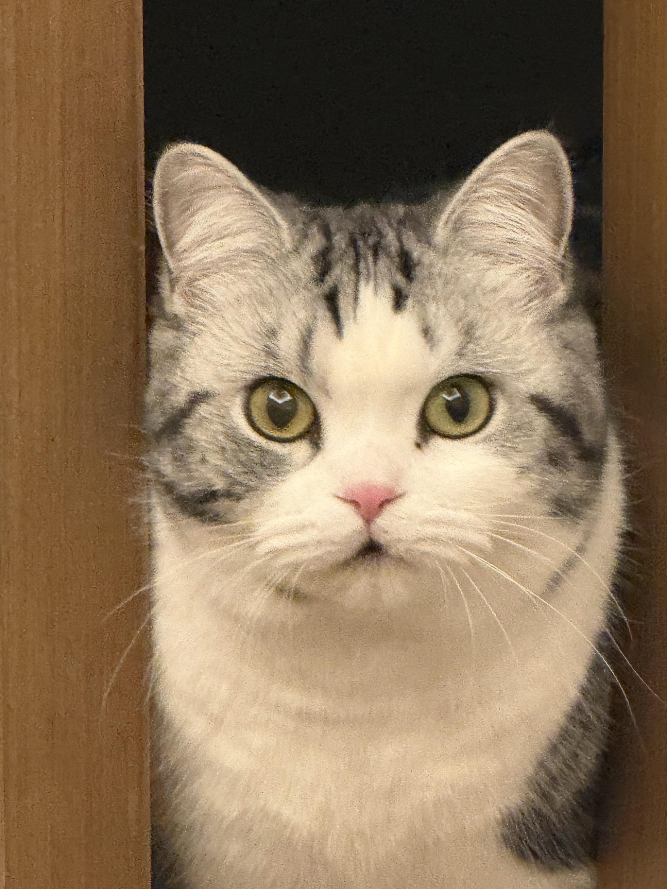 小猫咪小猫咪小猫咪 好可爱的小猫咪 美短加白 起司猫 猫儿要听猫儿歌