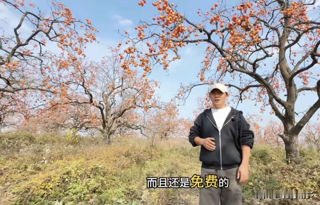 老家陕西彬县千亩百年树龄的柿子成熟了，红色柿子挂满了枝头，放眼望去，满山遍野的红