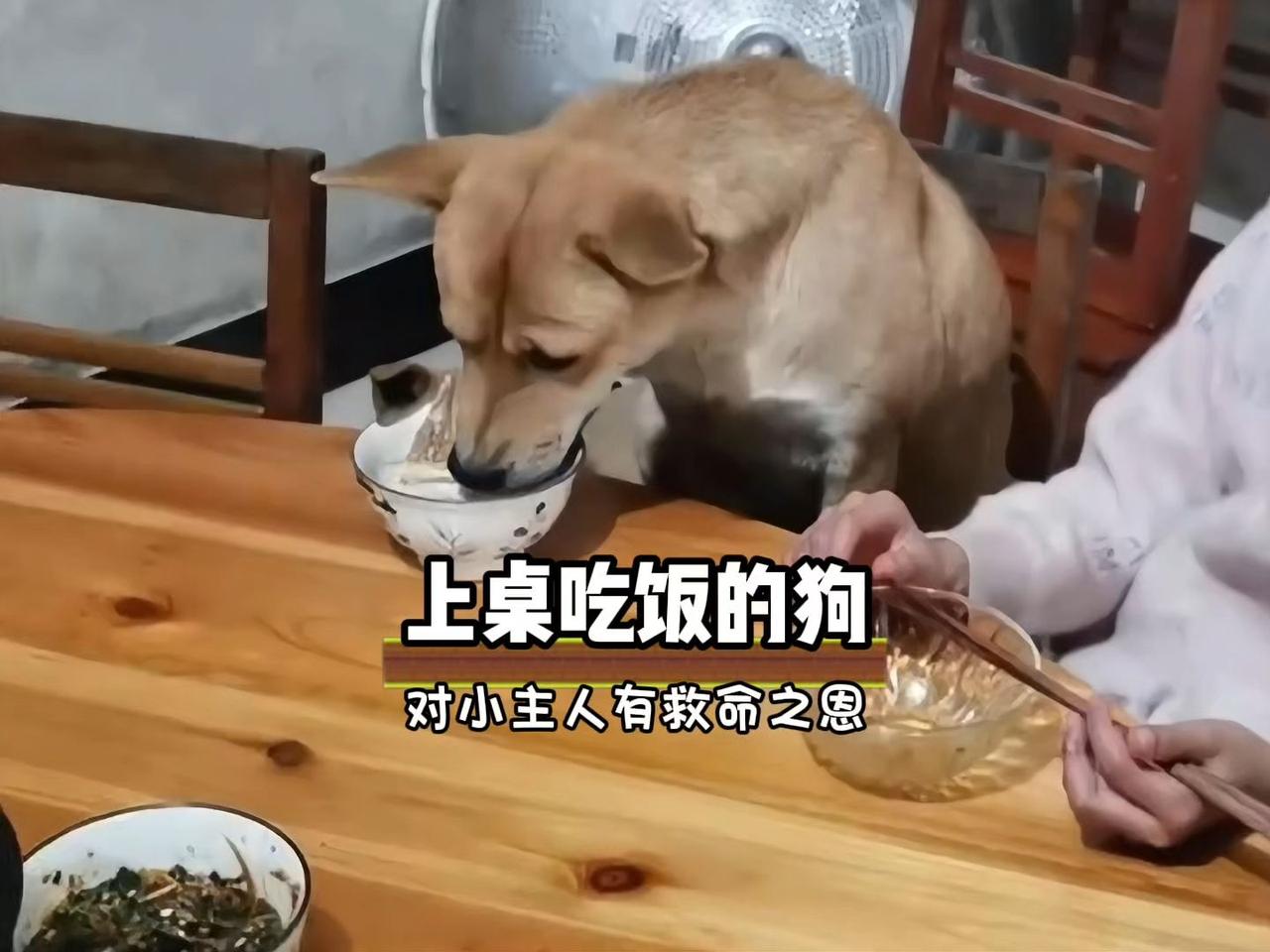 养狗本来是一些老人闲得无事干，为了消磨寂寞而养狗，如今狗主人已年轻化了，狗熬成了