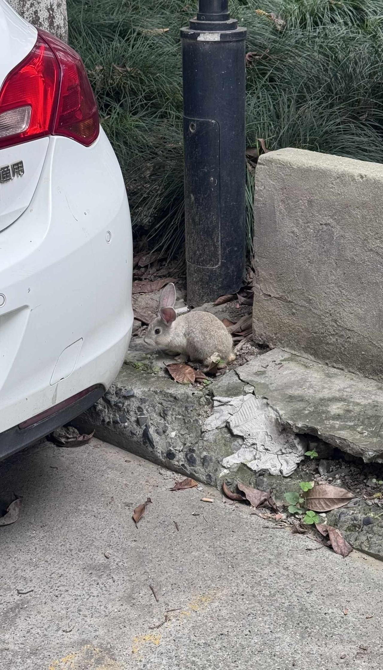 🐰｜水湘苑的流浪宠物兔有人要吗朋友发给我的，出门时发现怎么路边有只兔子小小