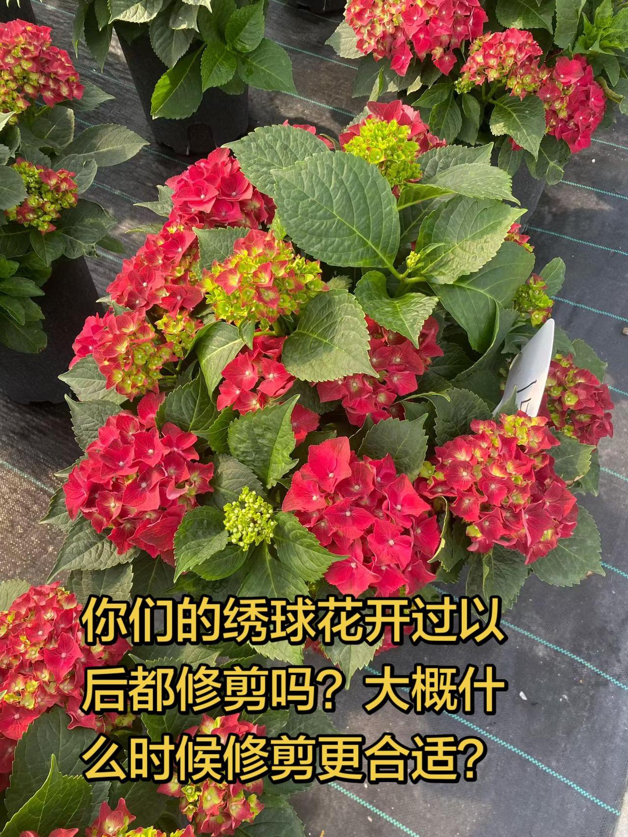 你们的绣球花开过以后都修剪吗？真实生活分享计划上热门盆栽绣球花绣球养护绣球花