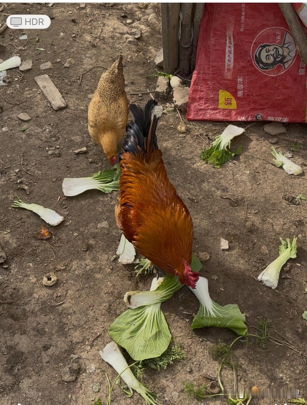 全网的白菜叶子火了好几天，配上妈妈养的大公鸡能火吗能火的理由大公鸡的全身