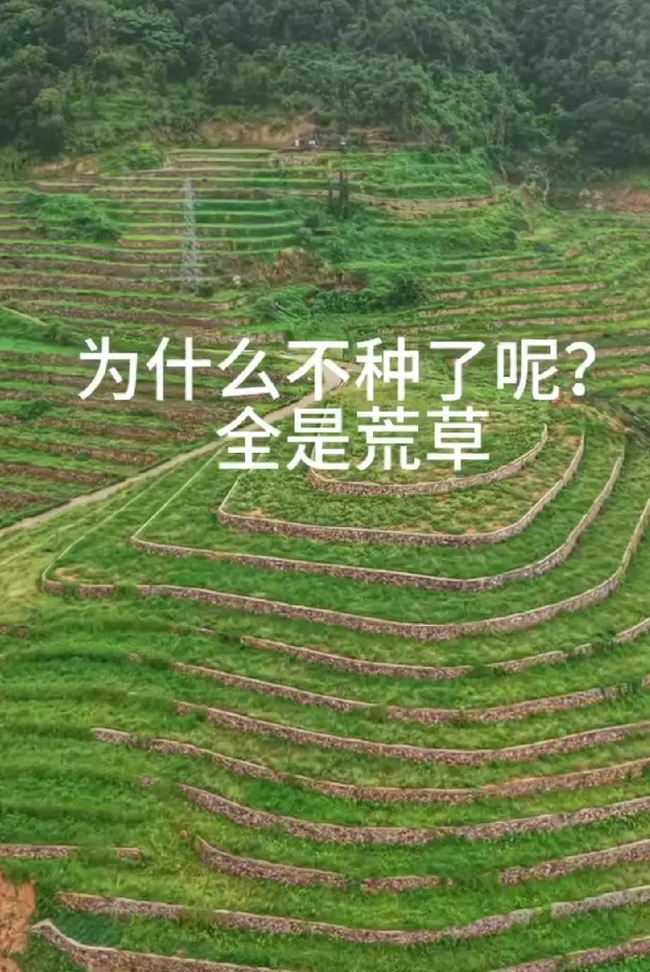 好不容易推山造地开垦出来的地，水稻上山失败了，是因为用水泵抽水代价大？当初搞这大