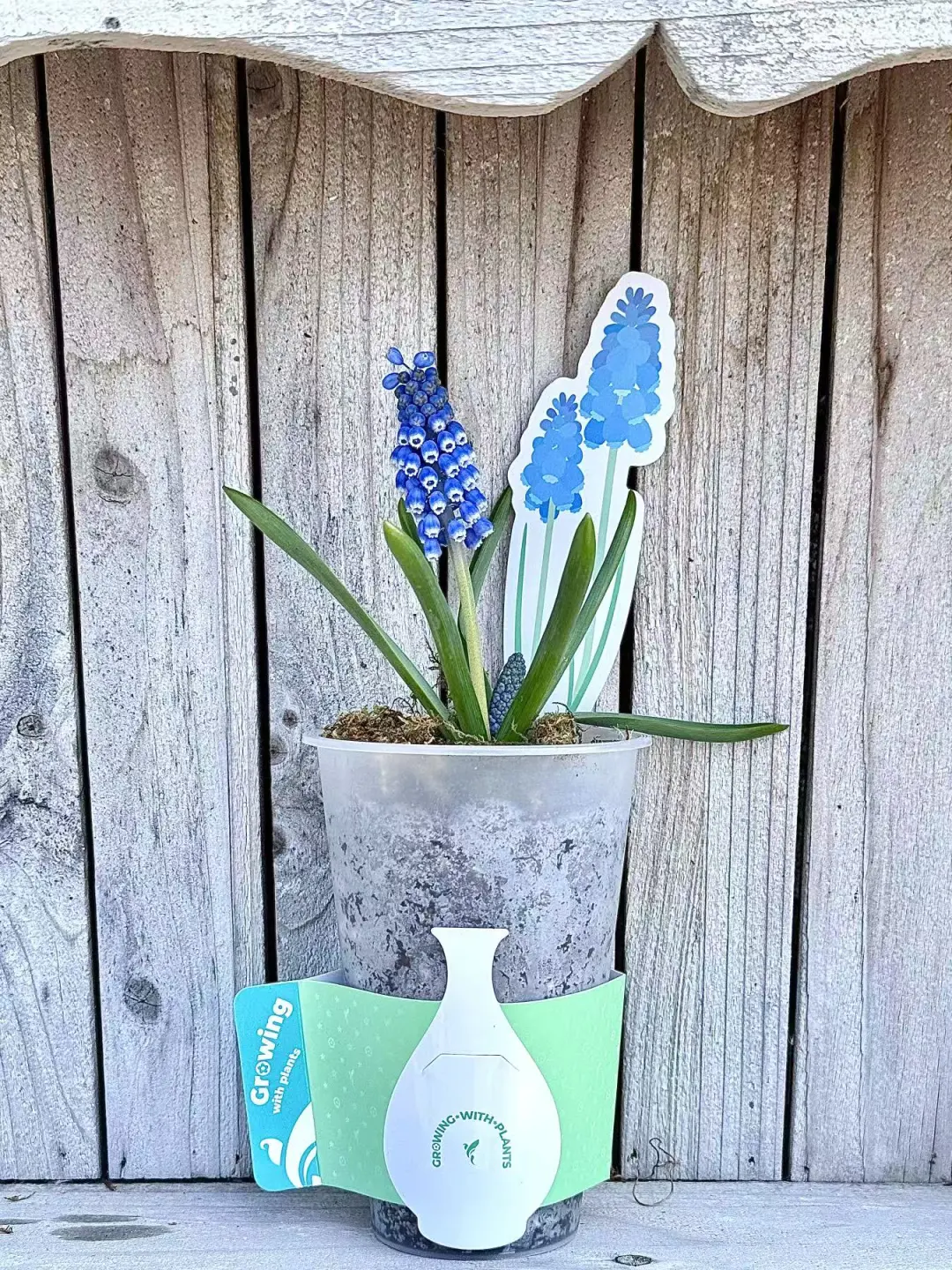 9.9！用奶茶杯养植物，氛围感直接拉满！