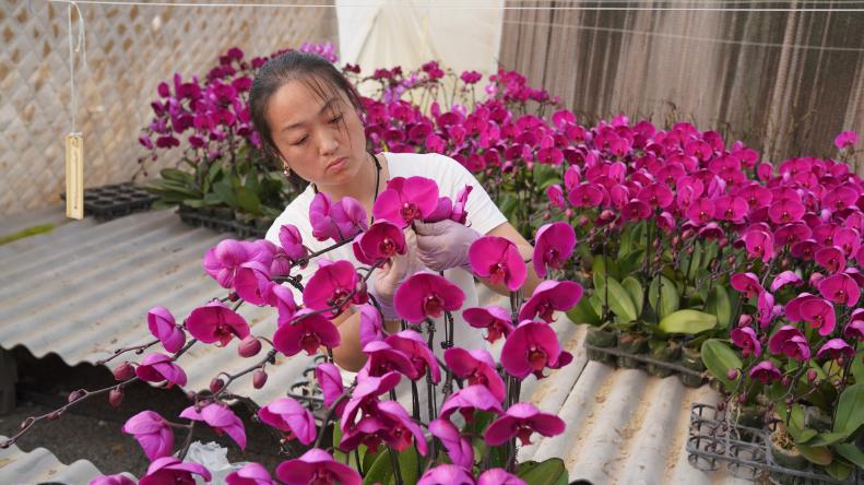 科技助农绽芳华 乡村振兴谱新篇——返乡青年何小辉的蝴蝶兰致富路